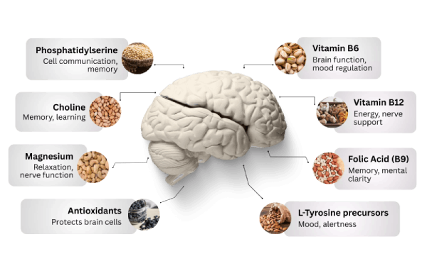 NeuroXen premium natural nootropic ingredients